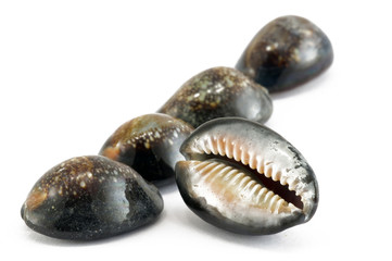 shell