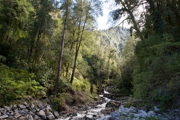 Rainforest Panorama