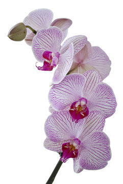 Fototapeta Isolated purple orchid