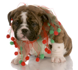 red brindle puppy wearing christmas scarf with reflection