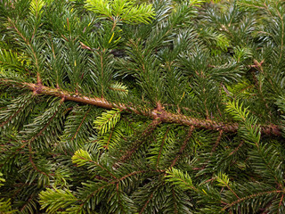 Christmas pine fir tree branches