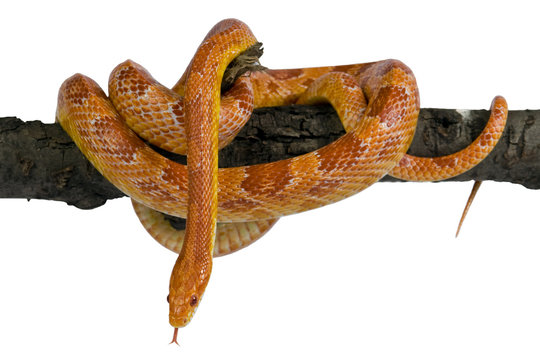 Elaphe Guttata,Corn Snake.