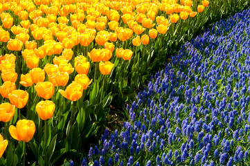Yellow tulips and common grape hyacinths