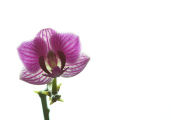 Orchidee