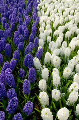 Blue white hyacinths