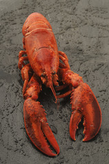 Astice - Homarus vulgaris