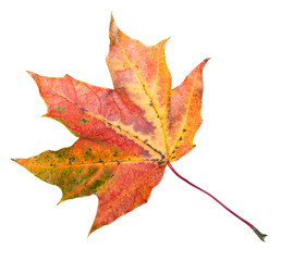 Maple