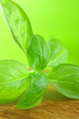 Würzen mit Basilikum