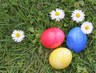 Ostereier und Gänseblümchen