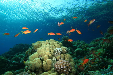Fototapeta premium Beauty in Nature - Coral Reef