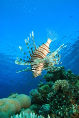 Common Lionfish (Pterois miles) on a coral reef
