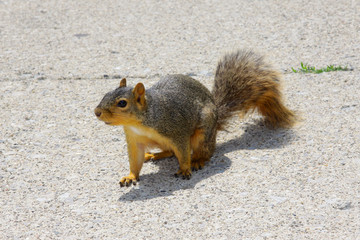 Squirrel