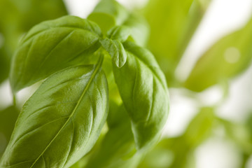 Fresh Basil Plant Leaves Abstract