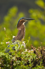 martin pécheur à l'affut