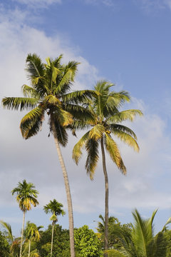 kerala palms