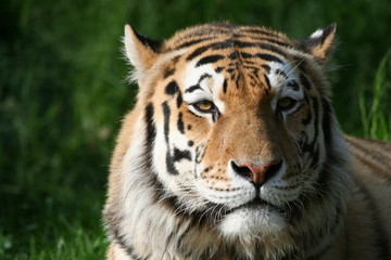 Fototapeta na wymiar Portret Tiger