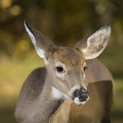 first antler growth