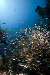 Fototapeta na wymiar ocean, coral and golden sweepers