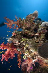 ocean, coral and fish