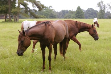 Horses feeding grass in a Texas green meadow, nature