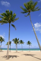 Beach in tropical Florida day with palm trees