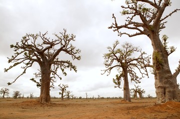 African Baobab tree on baobabs trees field on cloudy  day