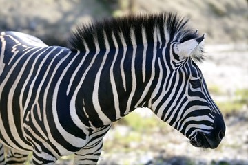 Beautiful african Zebra outdoor