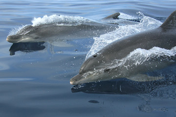 granville dolphin 4