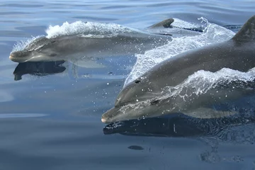 Foto op Plexiglas Dolfijn granville dolphin 4