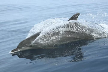 Photo sur Plexiglas Dauphin dauphin de granville 5
