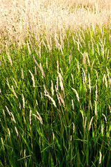 Tall grass