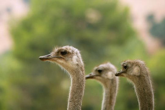 Ostrich portrait outdoor forest green trees