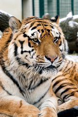 Tiger head portrait