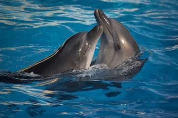 Muurstickers dansende dolfijnen © krasyuk