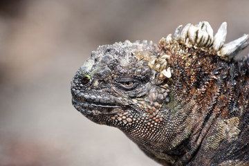 iguane marin, Galapagos