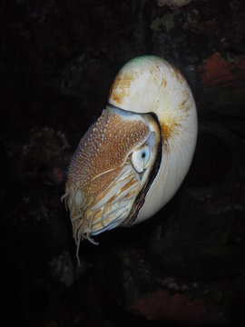 Nautilus