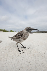 Oiseau, Galapagos
