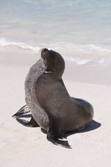 Naklejka premium Phoque, Galapagos