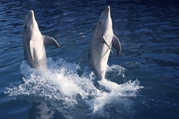 Acrobatie de dauphins pendant le spectacle de dauphins dans la mer des Caraïbes, beauté
