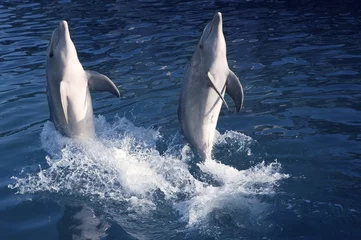 Papier Peint photo Lavable Dauphins Acrobatie de dauphins pendant le spectacle de dauphins dans la mer des Caraïbes, beauté