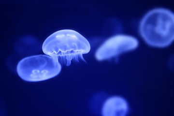Obraz premium Moon jellyfish over blue water