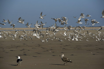 Pelican Point