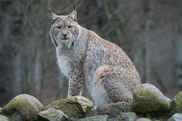 Luchs