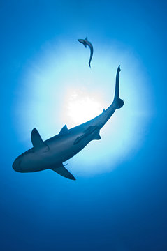 requin