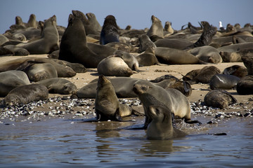 Kayaking around Pelican Point