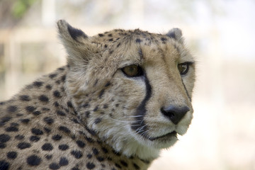 Otjitotongwe, cheetah lodge