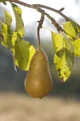 poire002