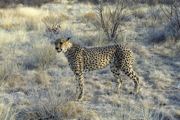 Otjitotongwe, cheetah lodge