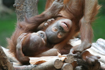 Orang Utan © Marcel Schauer
