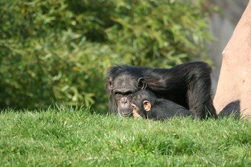 Schimpansen
